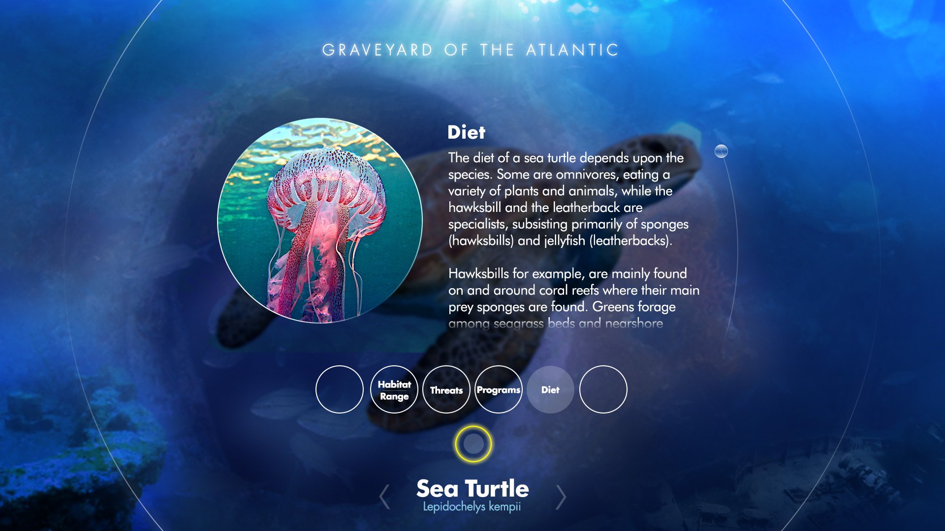 NC Aquarium sea turtle